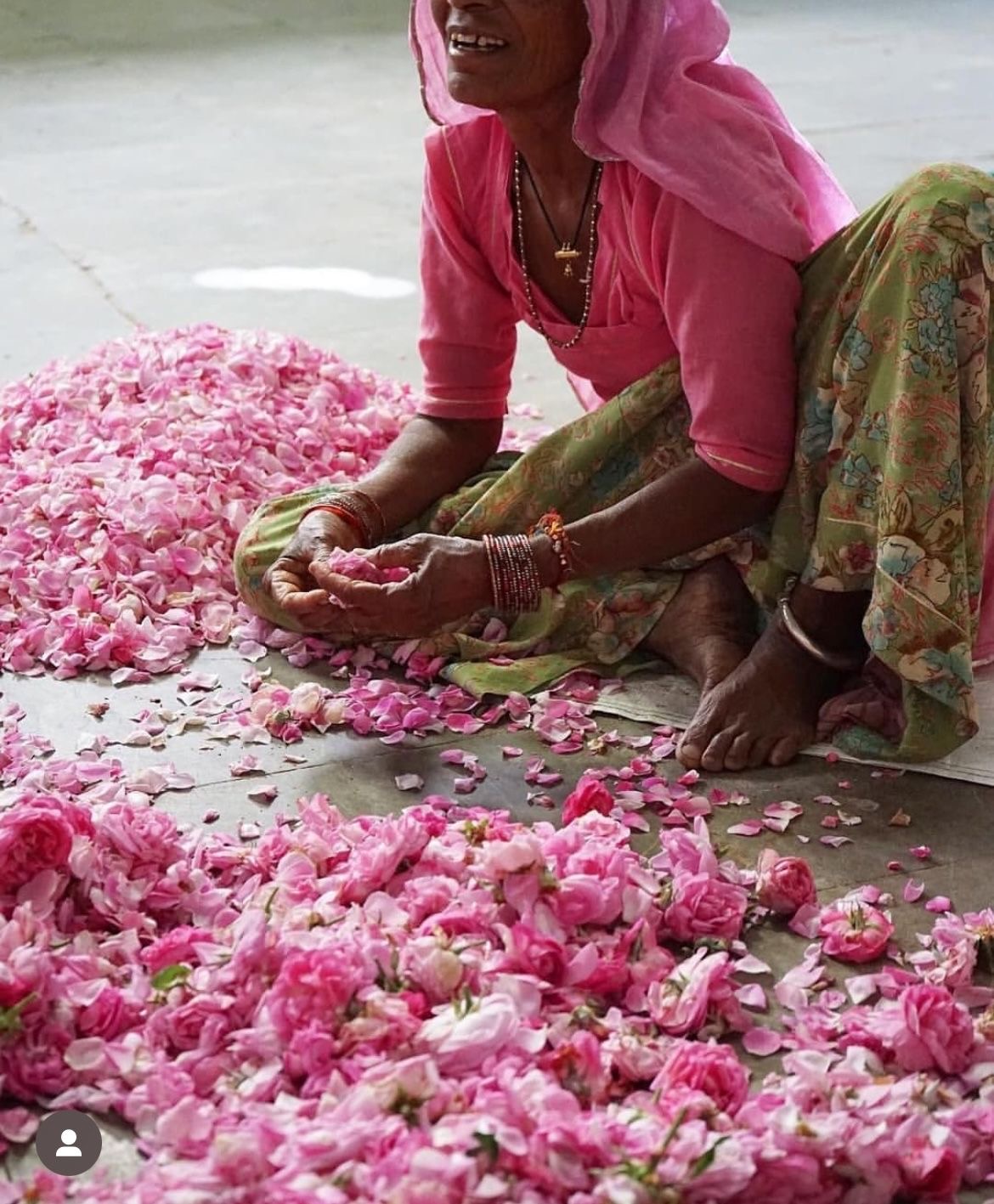 Artisan hand-sorting fresh Chaitri rose petals